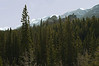 Leukocyte > Banff 2007 photo
