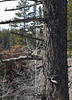 Leukocyte > Banff 2007 photo