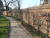 Leukocyte > Mount Vernon - December 2006 photo